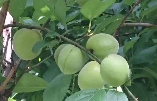 c0328559_16332511.jpg