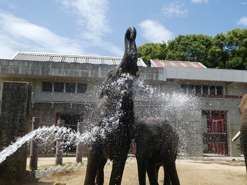 青い空と白い雲と水浴びするゾウさん_e0272869_09181784.jpg