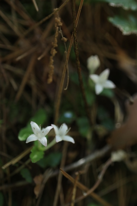 e0304170_18445331.jpg