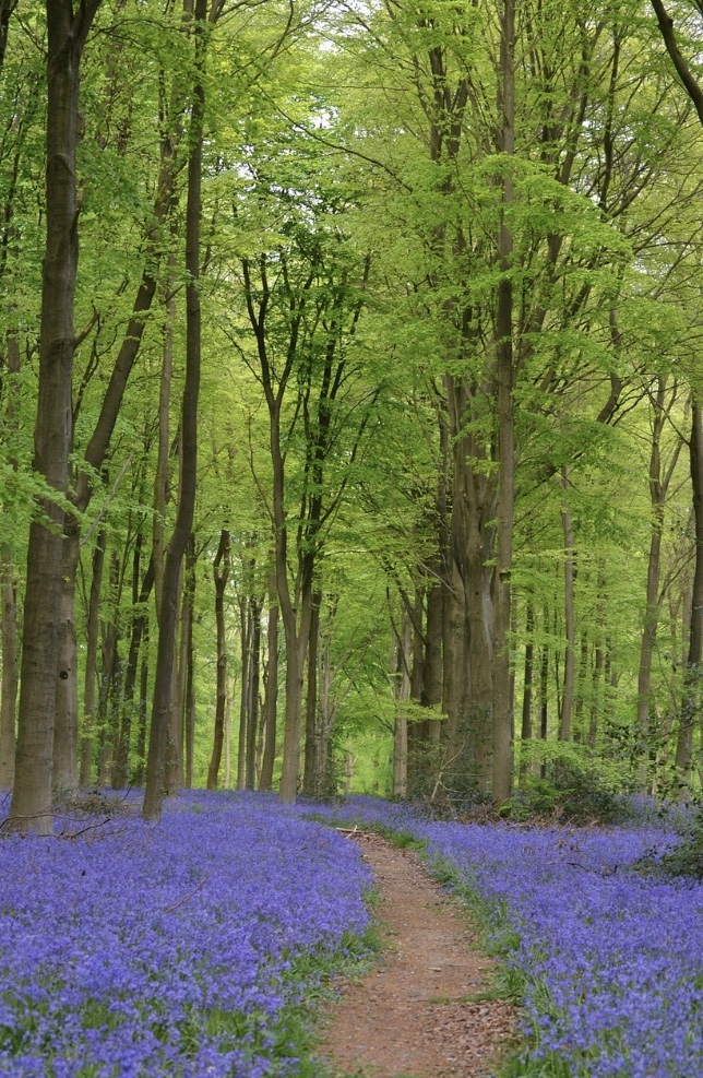 第３回 妖精たちのティーパーティ イギリス花紀行 Fiore Spazio 花便り