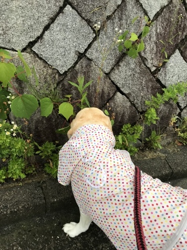 f0315081_21232531.jpeg