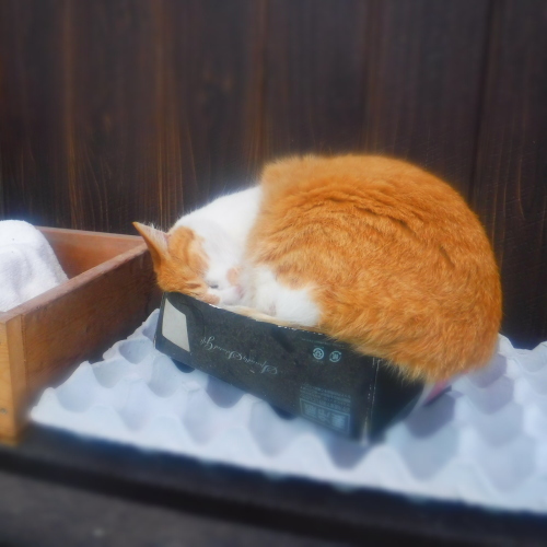 素焼きと猫_d0195183_01074983.jpeg
