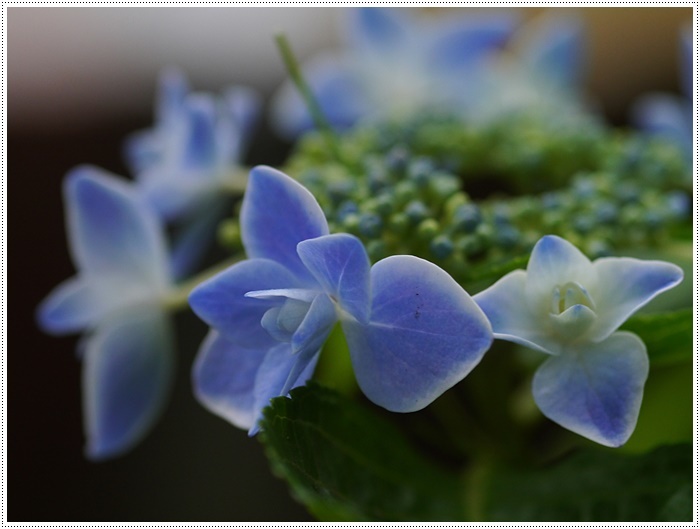 庭の紫陽花が徐々に色づいて、可愛いな～_b0175688_20225025.jpg