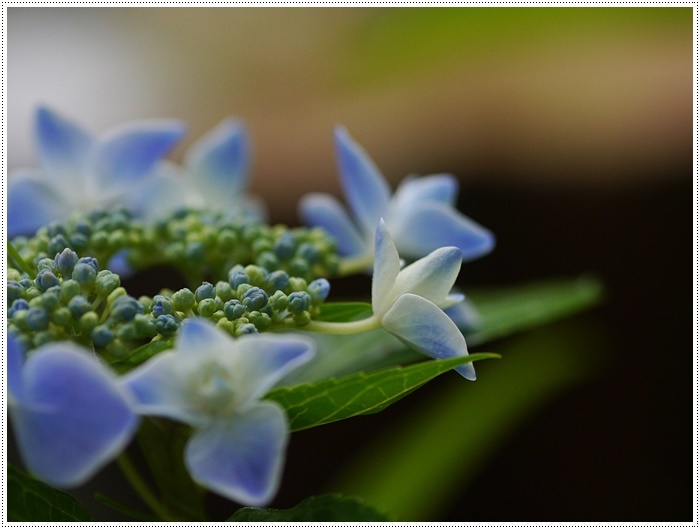 庭の紫陽花が徐々に色づいて、可愛いな～_b0175688_20231199.jpg