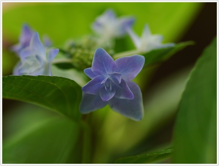 庭の紫陽花が徐々に色づいて、可愛いな～_b0175688_20231306.jpg