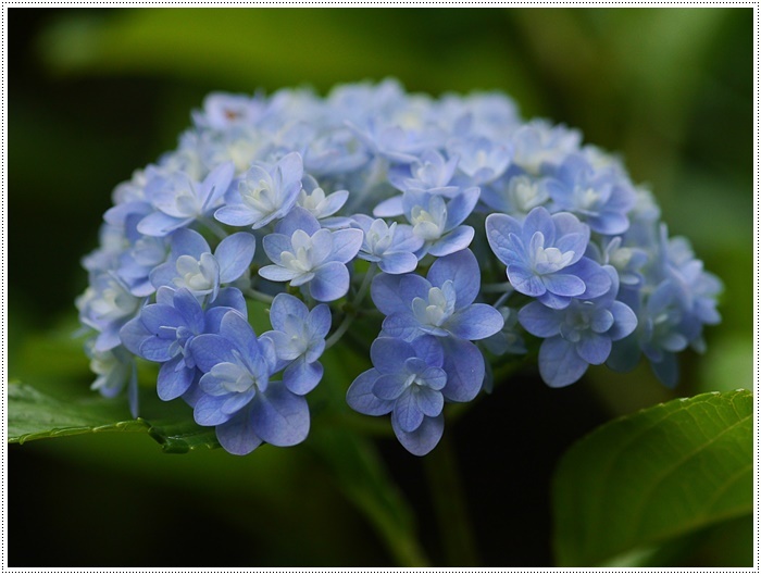 庭の紫陽花が徐々に色づいて、可愛いな～_b0175688_20232586.jpg