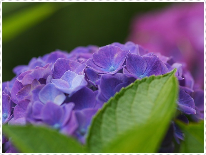 庭の紫陽花が徐々に色づいて、可愛いな～_b0175688_20233536.jpg