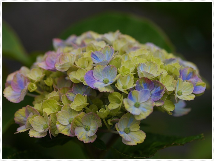 庭の紫陽花が徐々に色づいて、可愛いな～_b0175688_20243432.jpg