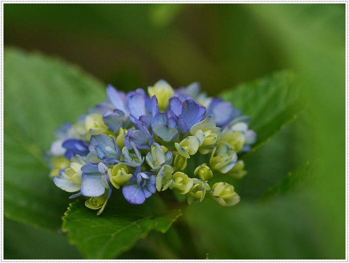 庭の紫陽花が徐々に色づいて、可愛いな～_b0175688_20253161.jpg