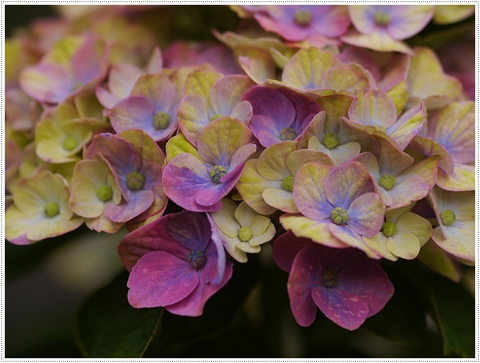 庭の紫陽花が徐々に色づいて、可愛いな～_b0175688_20255926.jpg