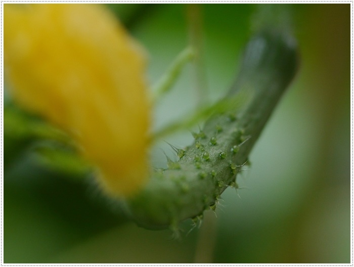 庭の紫陽花が徐々に色づいて、可愛いな～_b0175688_20314831.jpg