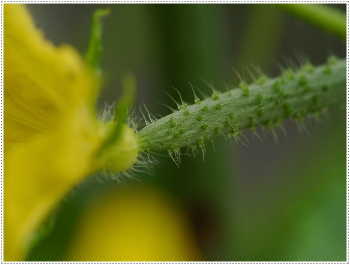 庭の紫陽花が徐々に色づいて、可愛いな～_b0175688_20315222.jpg