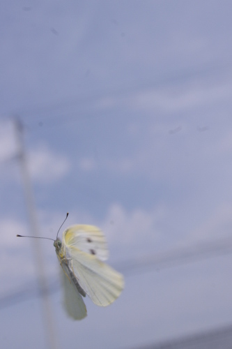 c0337494_17025090.jpg