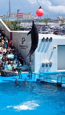 仙台うみの杜水族館._e0140496_21215237.jpg