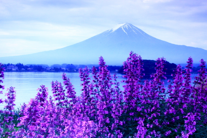 30年5月の富士（38)　大石公園の富士_e0344396_21560445.jpg