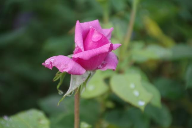 薔薇の2番花が咲くマイガーデン_b0356401_19041778.jpg