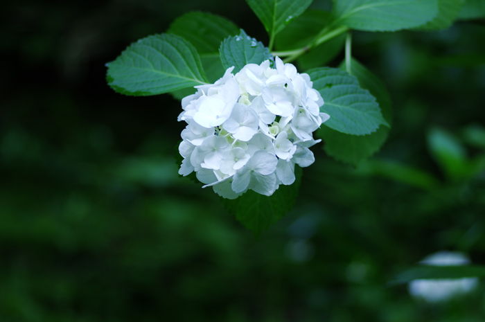 久々の北鎌倉 東慶寺 1_b0151409_21263575.jpg
