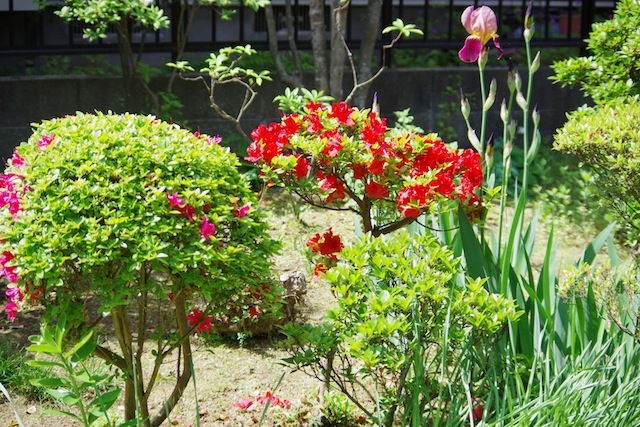 庭に咲く花・・咲いた花？？_b0190709_10040298.jpg