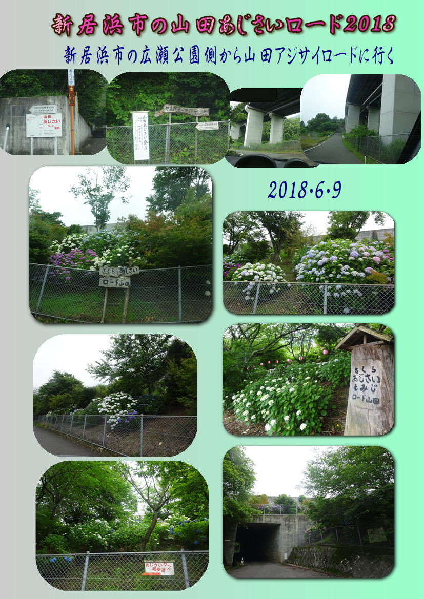 新居浜市の山田あじさいロード18 18 6 9 徳ちゃん便り