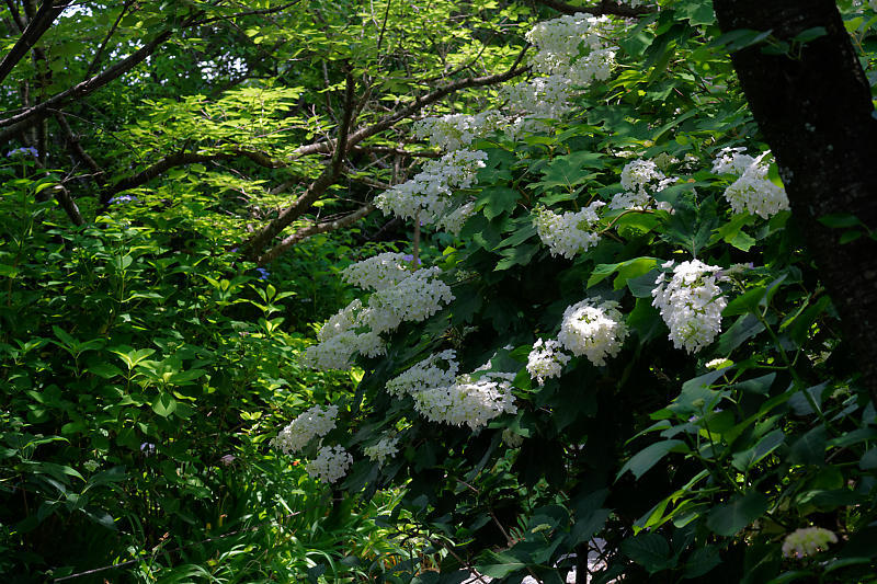 ニャンコと紫陽花＠梅宮大社_f0032011_21181678.jpg