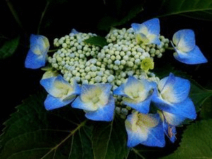 b0352112_20491398.gif