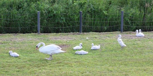 白鳥のヒナ七羽。。。♪_e0204424_19481633.jpg