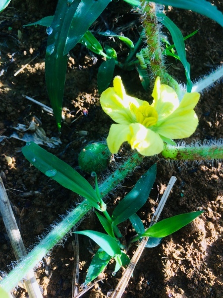 d0375829_20244747.jpeg
