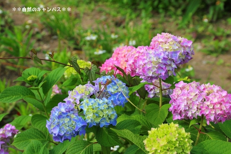 紫陽花の花の色はなぜ変わるのか？_e0052135_16290468.jpg