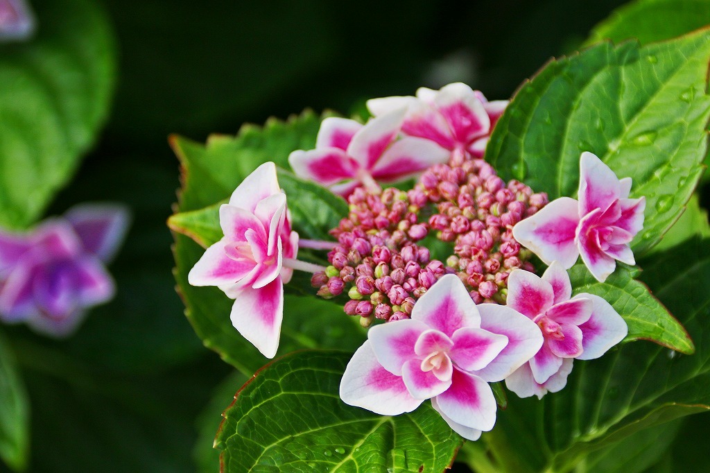 紫陽花の花の色はなぜ変わるのか？_e0052135_16293528.jpg