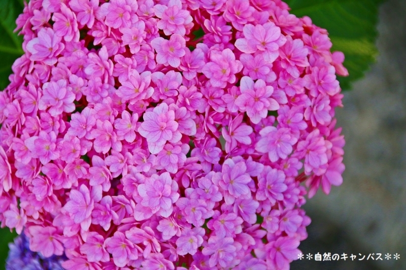 紫陽花の花の色はなぜ変わるのか？_e0052135_16293968.jpg