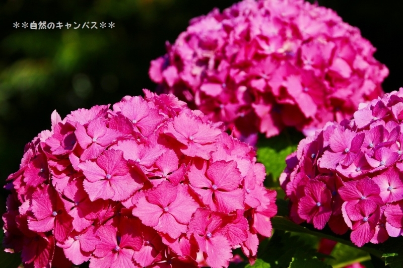 紫陽花の花の色はなぜ変わるのか？_e0052135_16294169.jpg