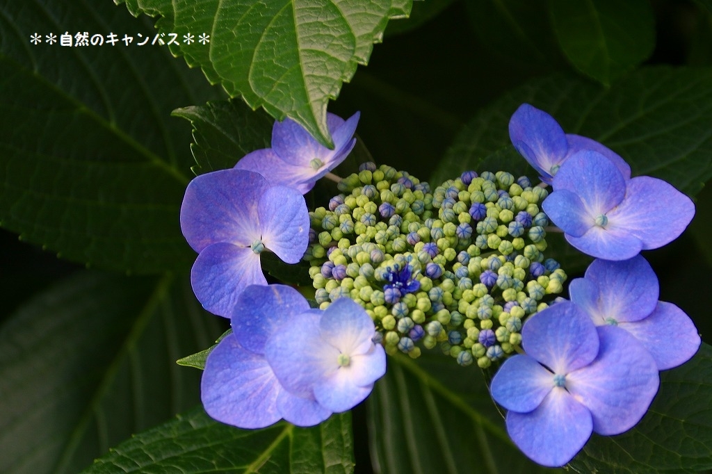 紫陽花の花の色はなぜ変わるのか？_e0052135_16302231.jpg