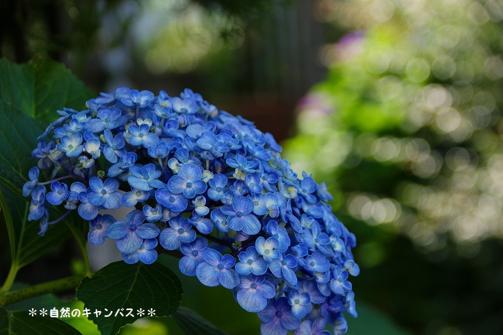 紫陽花の花の色はなぜ変わるのか？_e0052135_16302500.jpg