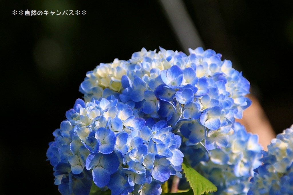 紫陽花の花の色はなぜ変わるのか？_e0052135_16310638.jpg