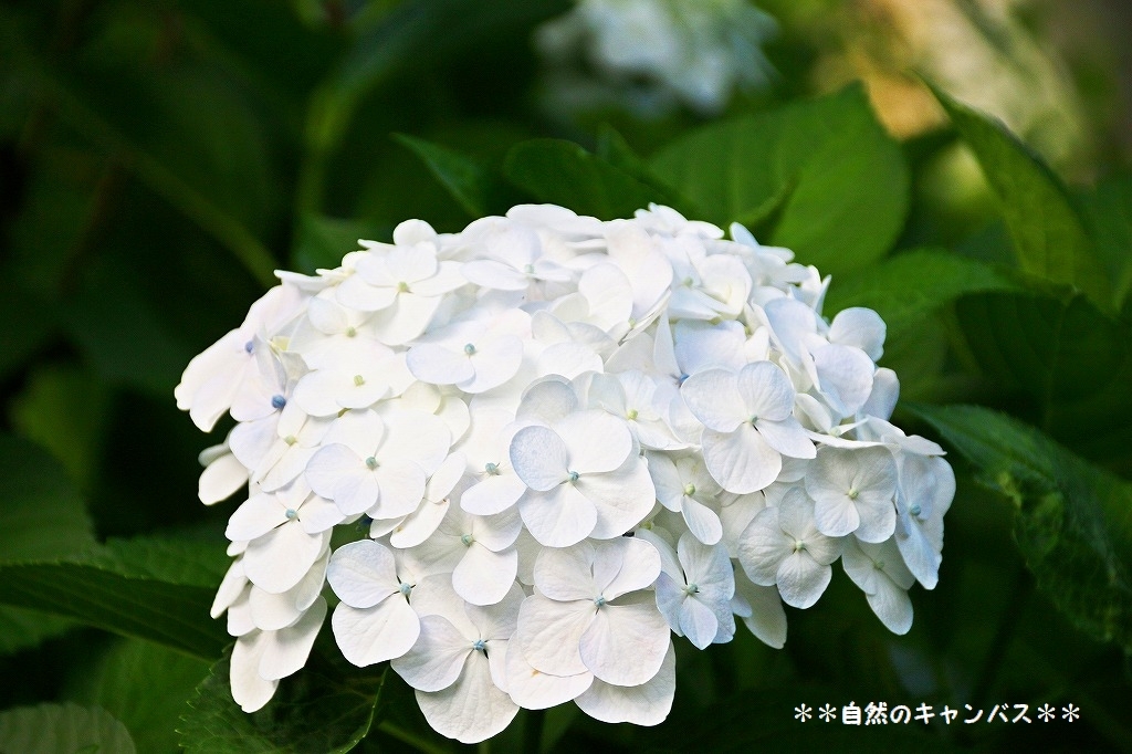 紫陽花の花の色はなぜ変わるのか？_e0052135_16312355.jpg