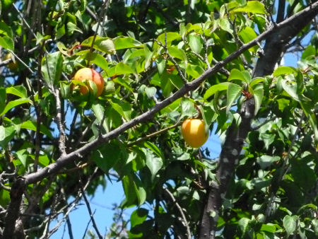 b0002549_1125666.jpg