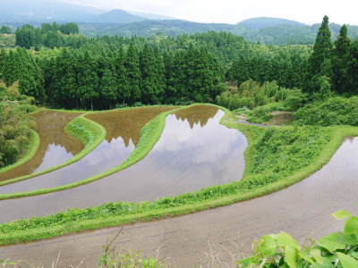 菊池水源棚田米　田植えの様子(201８)前編　平成29年度の『菊池水源棚田米』は残りわずか！早いもの勝ち！_a0254656_17312560.jpg