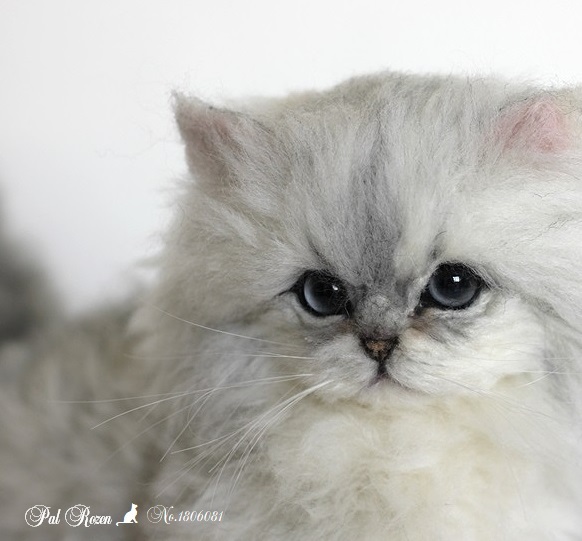 No.1806081】チンチラシルバー子猫ちゃん : Pal Rozen 作品集