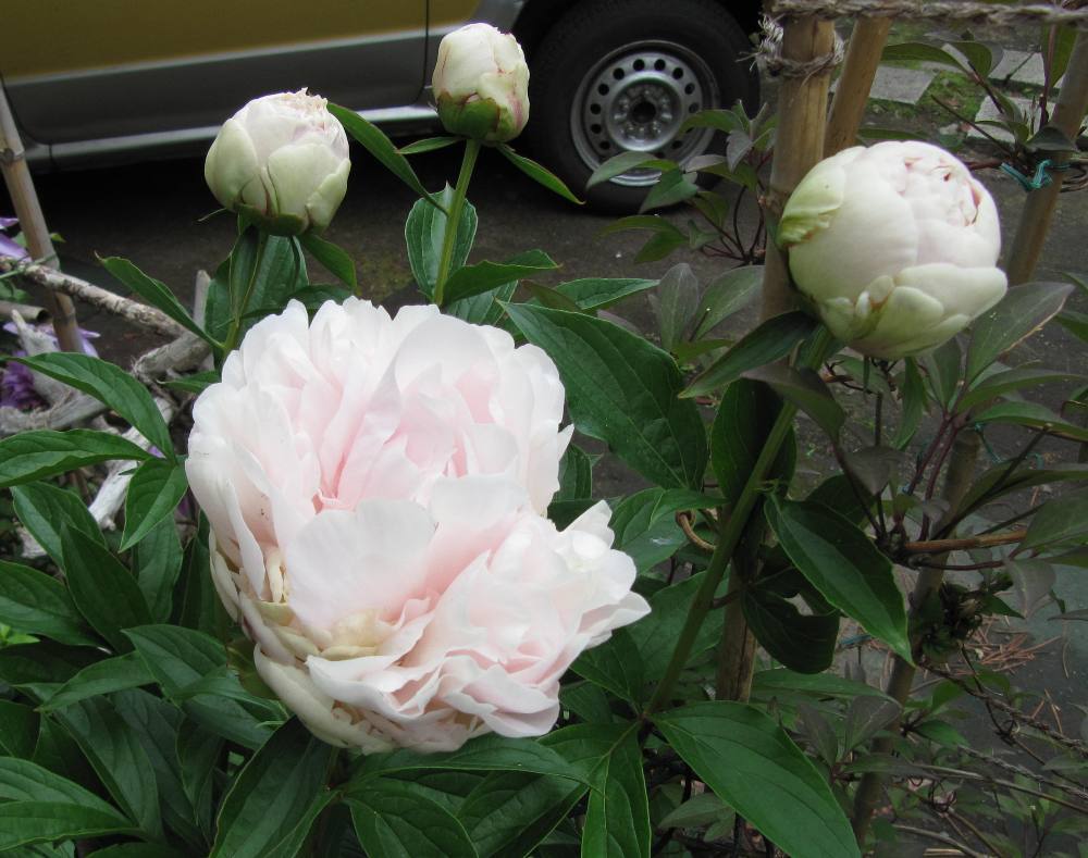 芍薬 プレジデント ウィルソン 雪国の四季を彩る花木たちと 芍薬 プレジデント ウィルソン 雪国の四季を彩る花木たちと