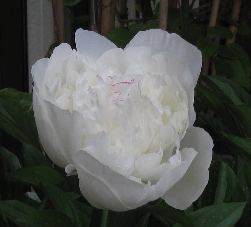 お隣から来た白系芍薬 氷点 雪国の四季を彩る花木たちと