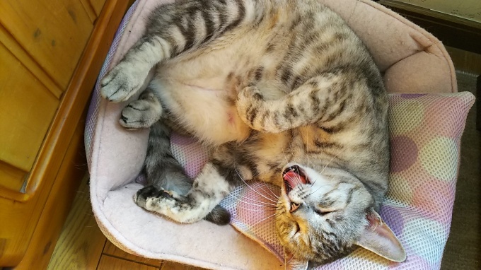 もう少しなのですが~♪_f0374160_21131573.jpg