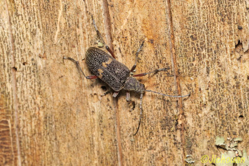 アラメハナカミキリ　1♀️3♂️ アラメハナカミキリ 1♀️3♂️