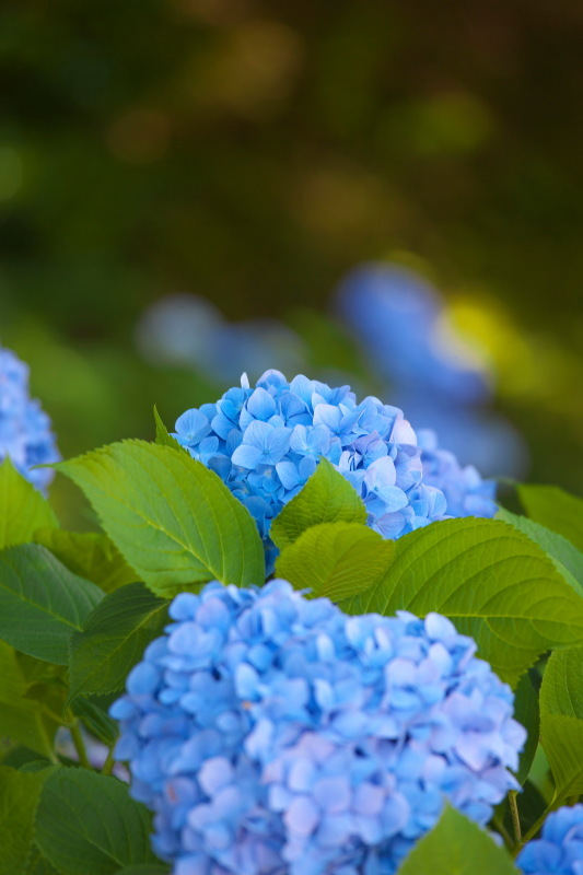 青い紫陽花 Tokoのblog 青い紫陽花 Tokoのblog
