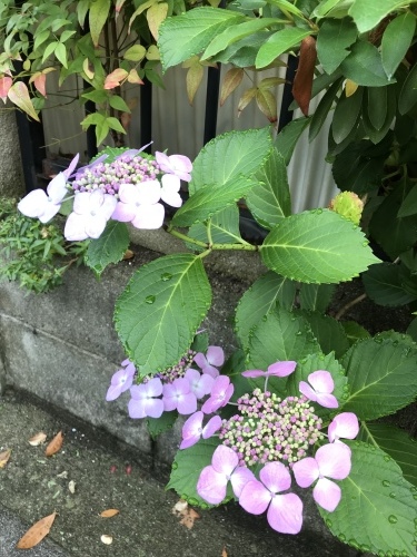 f0315081_20191666.jpeg