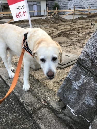 f0315081_20195967.jpeg