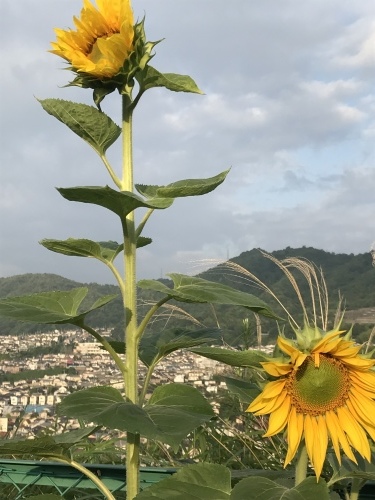 f0315081_20222871.jpeg