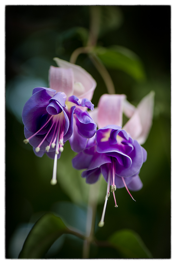 フクシア 花蒐集 Hana Collection フクシア 花蒐集 Hana Collection