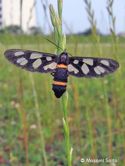 カノコガ 鹿子蛾 草花と自然blog