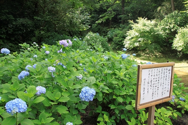 北鎌倉　明月院　2018 あじさい　 ③_f0374092_18094819.jpg