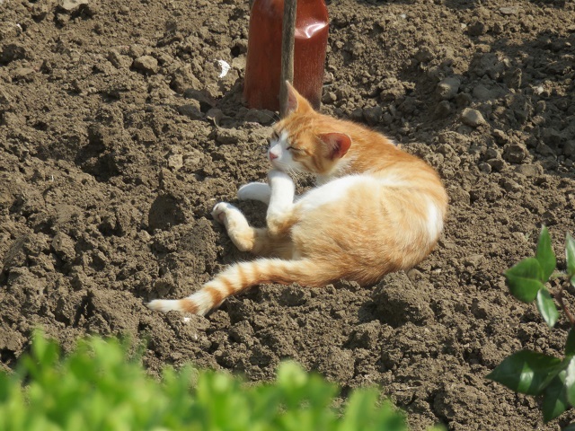 ルーマニア　コンスタンツァ街歩き＆クルー達_f0346196_09390299.jpg